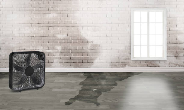 Best Carpet water damage restoration  in Greenbelt, MD